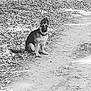 Pato participe au concours pour gagner de l'argent avec cette photo : black_and_white, carnivoran, dog, dog_breed, dog_breed_group, dog_like_mammal, monochrome, monochrome_photography, sand, snout, street_dog