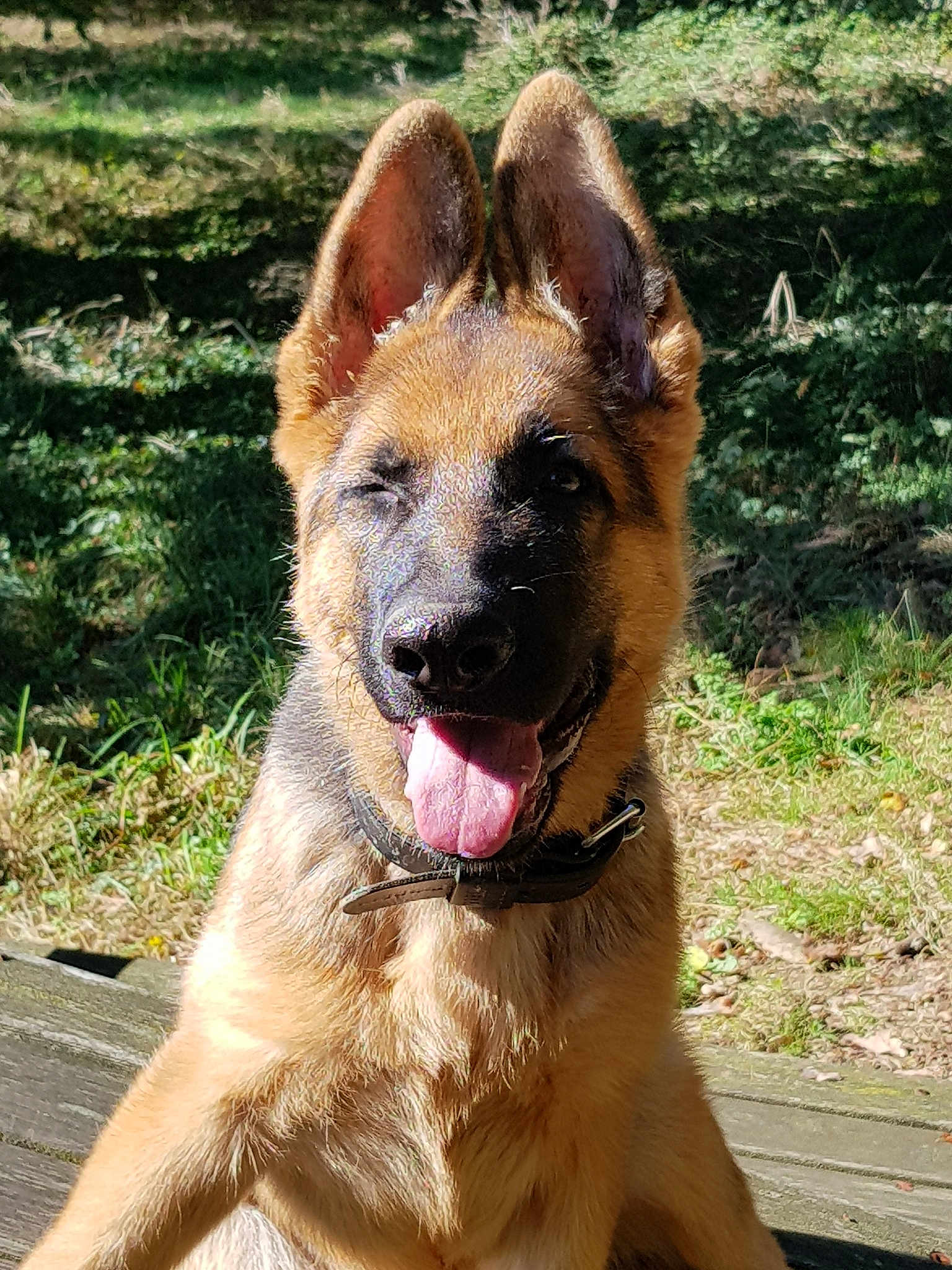 Pato participe au concours pour gagner de l'argent avec cette photo : belgian_shepherd_malinois, carnivoran, dog, dog_breed, dog_breed_group, dog_like_mammal, east_european_shepherd, german_shepherd_dog, king_shepherd, kunming_wolfdog, mammal, old_german_shepherd_dog, snout, tervuren
