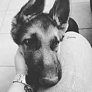 Pato participe au concours pour gagner de l'argent avec cette photo : black, black_and_white, carnivoran, dog, dog_breed, dog_breed_group, dog_like_mammal, ear, eye, fur, monochrome, monochrome_photography, nose, puppy, snout, whiskers