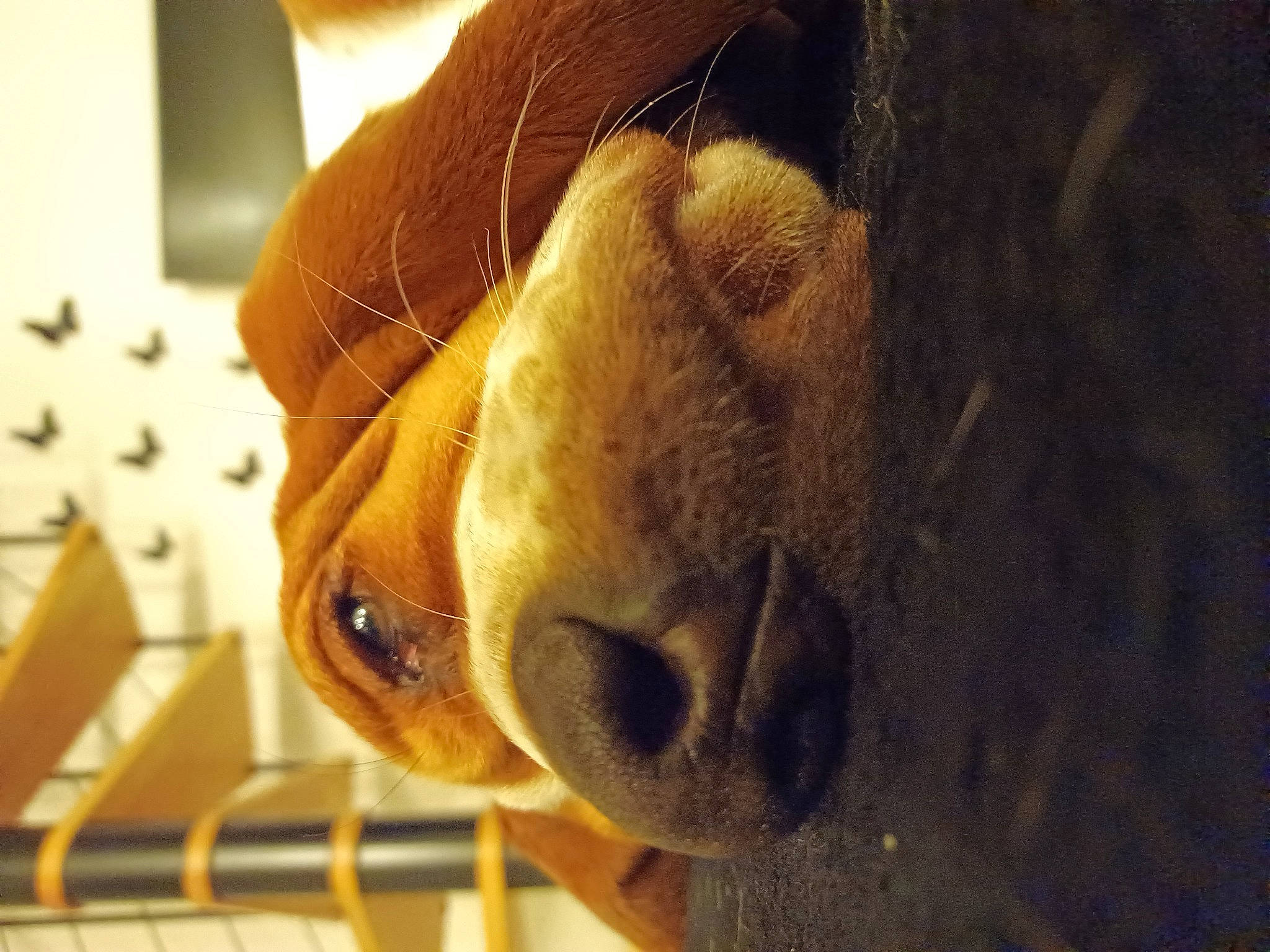 Sidonie participe au concours pour gagner de l'argent avec cette photo : abdomen, canidae, carnivore, companion_dog, dog, dog_breed, ear, eye, fawn, human_leg, liver, snout, sporting_group, stuffed_toy, terrestrial_animal, toy, trunk, whiskers, wood, working_animal