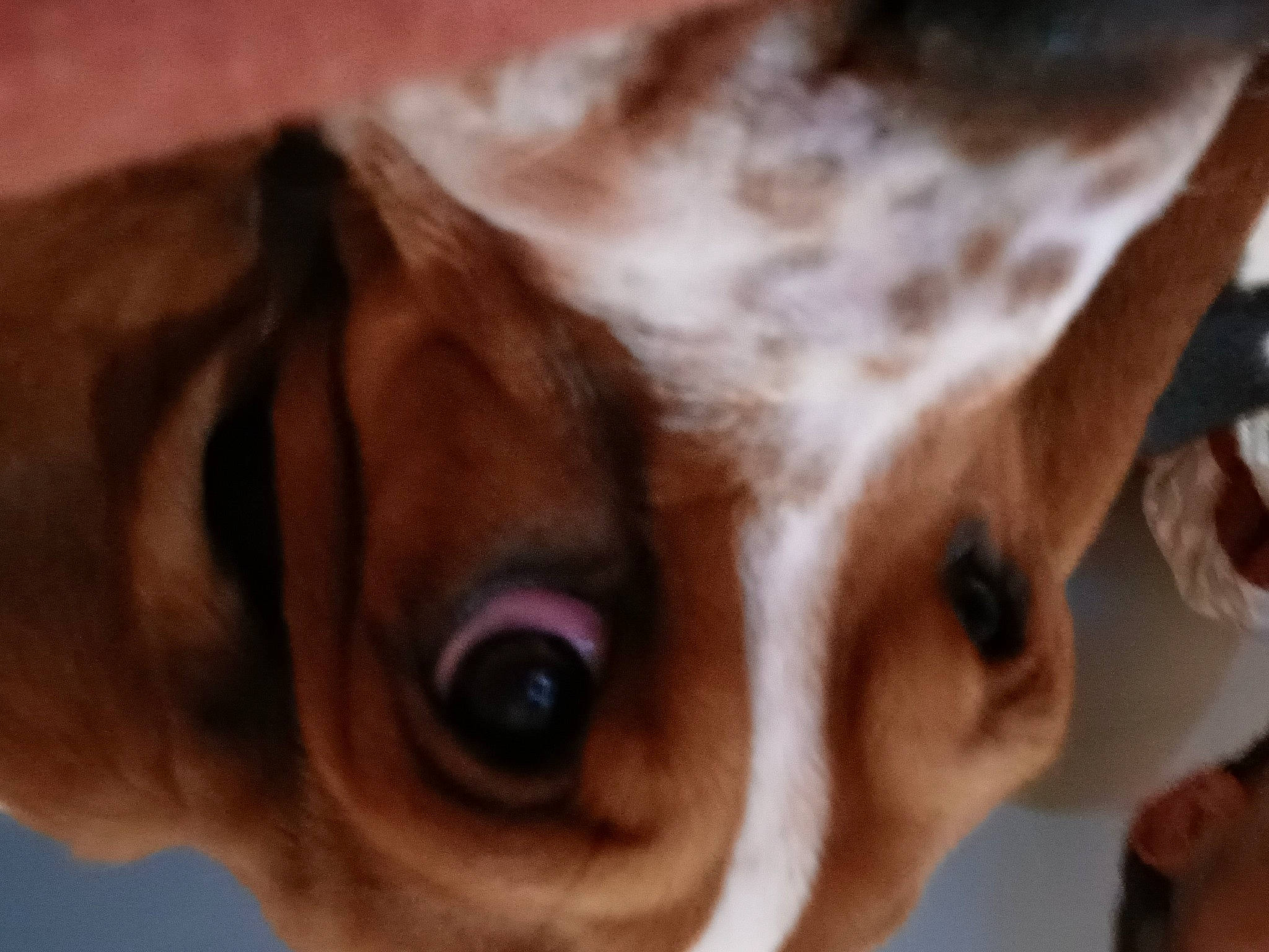 Sidonie a rejoint le concours — aidez-le/la à gagner de superbes lots ! canidae, carnivore, close_up, companion_dog, dog, dog_breed, dog_collar, ear, eye, fawn, fur, head, human_body, iris, liver, snout, sporting_group, sunglasses, whiskers, working_animal