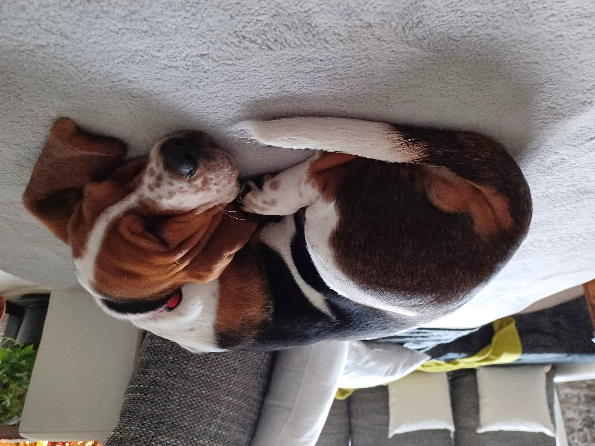 Sidonie a rejoint le concours — aidez-le/la à gagner de superbes lots ! canidae, carnivore, collar, comfort, companion_dog, dog, dog_breed, fawn, felidae, liver, metal, non_sporting_group, personal_protective_equipment, pet_supply, plant, snout, sporting_group, wood, working_animal, wrinkle