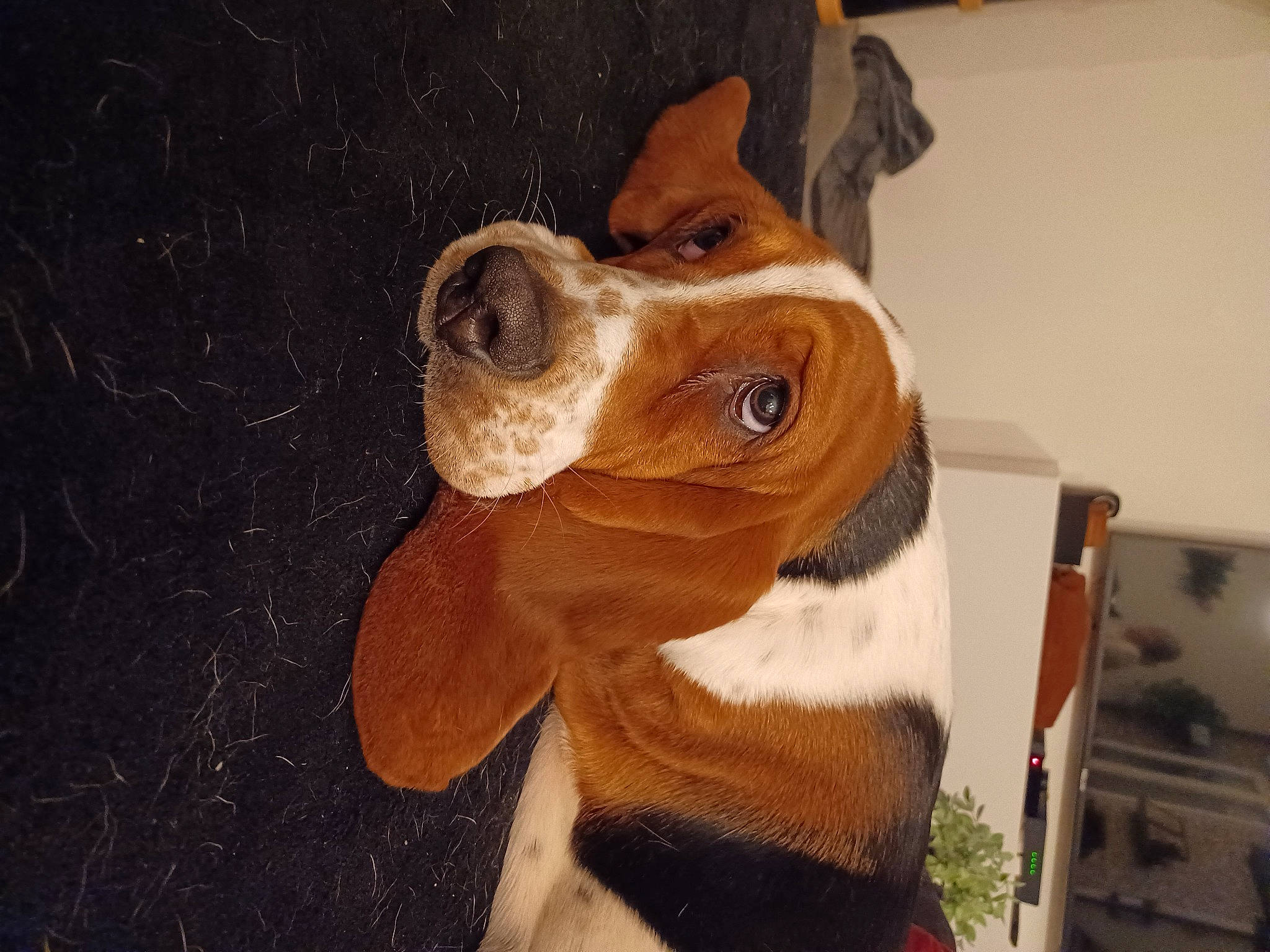 Sidonie a rejoint le concours — aidez-le/la à gagner de superbes lots ! basset_hound, canidae, carnivore, collar, companion_dog, dog, dog_breed, dog_supply, ear, fawn, fur, liver, pet_supply, scent_hound, snout, sporting_group, tail, toy, whiskers, working_animal
