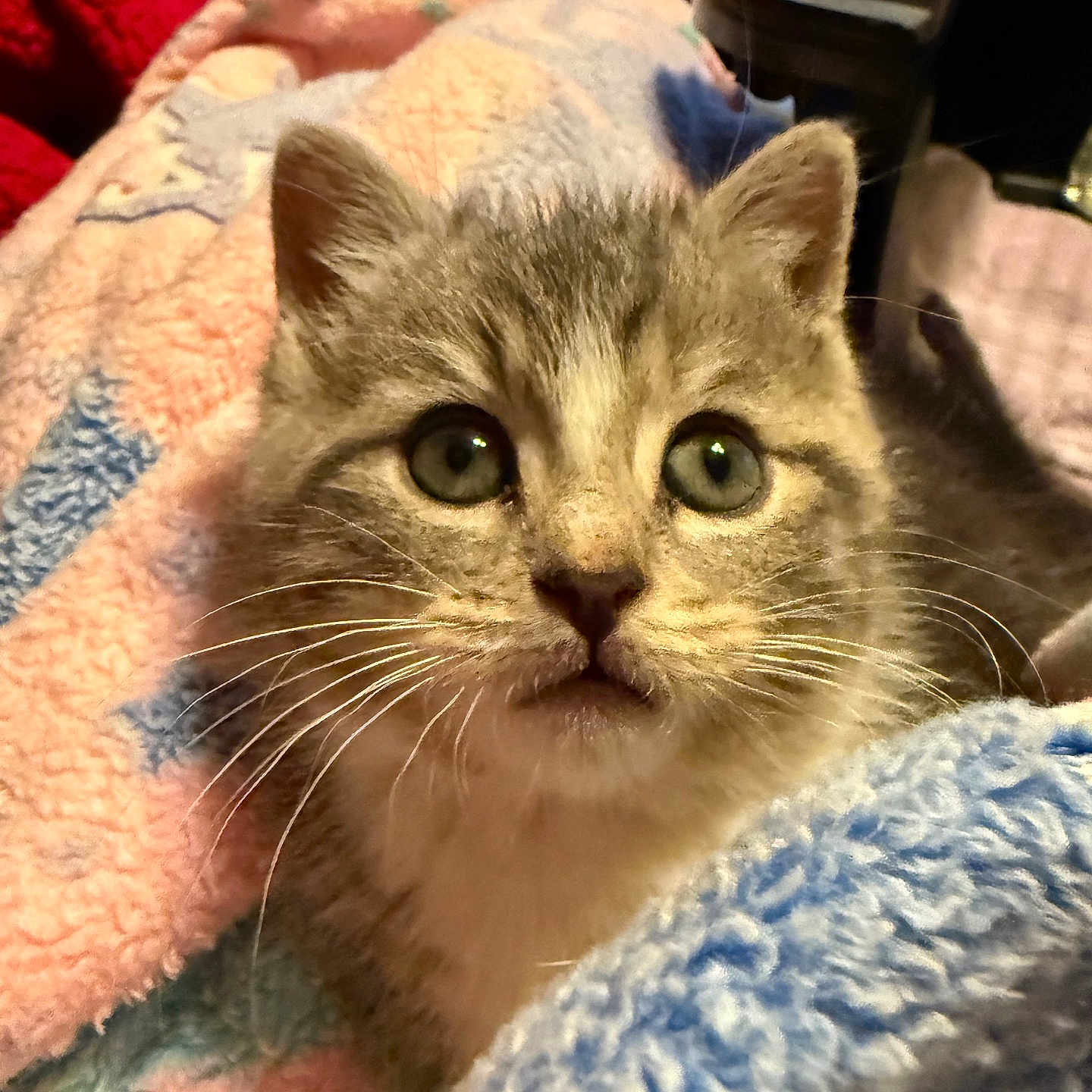 Tigger