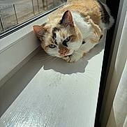 Malia is registered to the contest to win money with this photo: cat, calico_cat, windowsill, sunlight, indoor, pet, animal, fur, relaxing, window, curious, calm, daylight, house, home, resting, domestic_cat, whiskers, looking, closeup