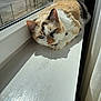cat, calico_cat, windowsill, sunlight, indoor, pet, animal, fur, relaxing, window, curious, calm, daylight, house, home, resting, domestic_cat, whiskers, looking, closeup