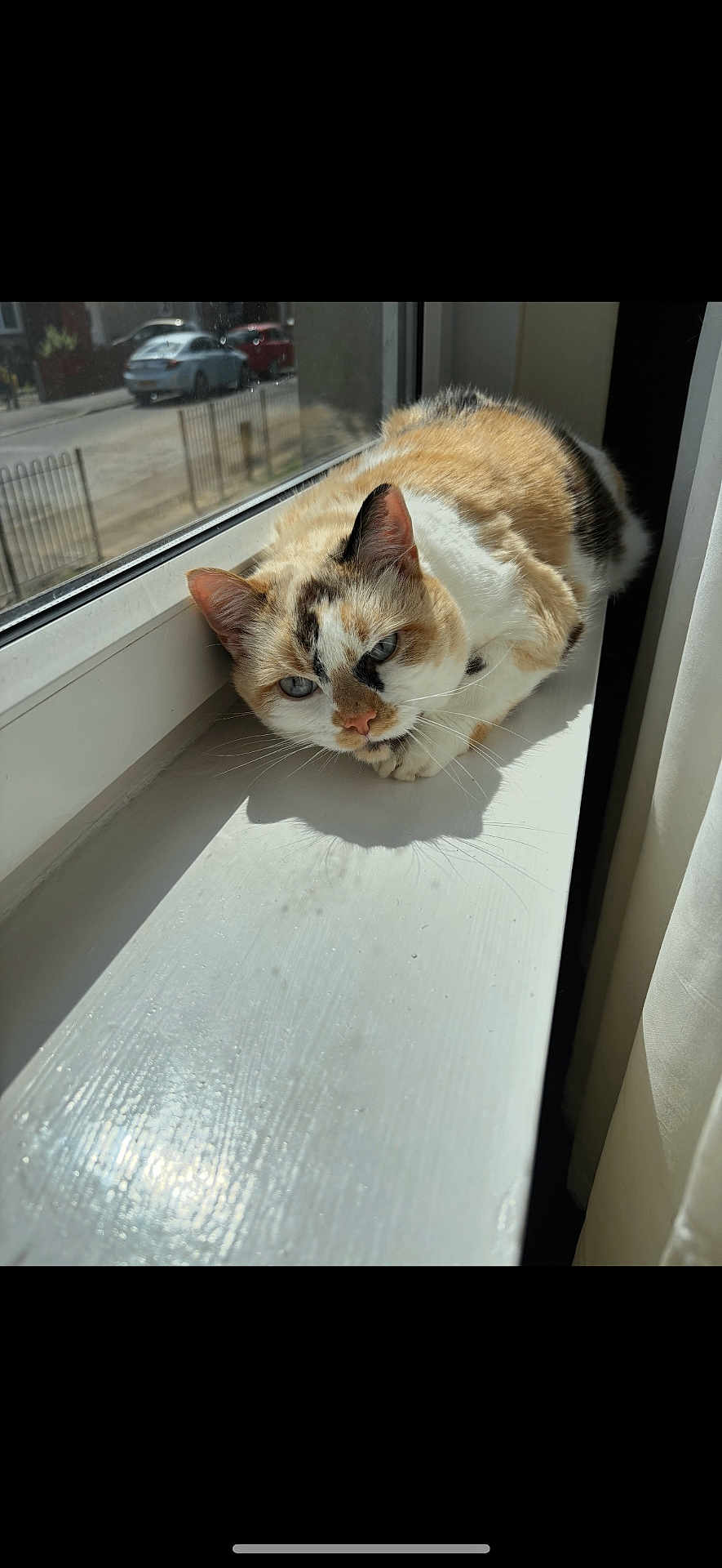 Malia is registered to the contest to win money with this photo: cat, calico_cat, windowsill, sunlight, indoor, pet, animal, fur, relaxing, window, curious, calm, daylight, house, home, resting, domestic_cat, whiskers, looking, closeup