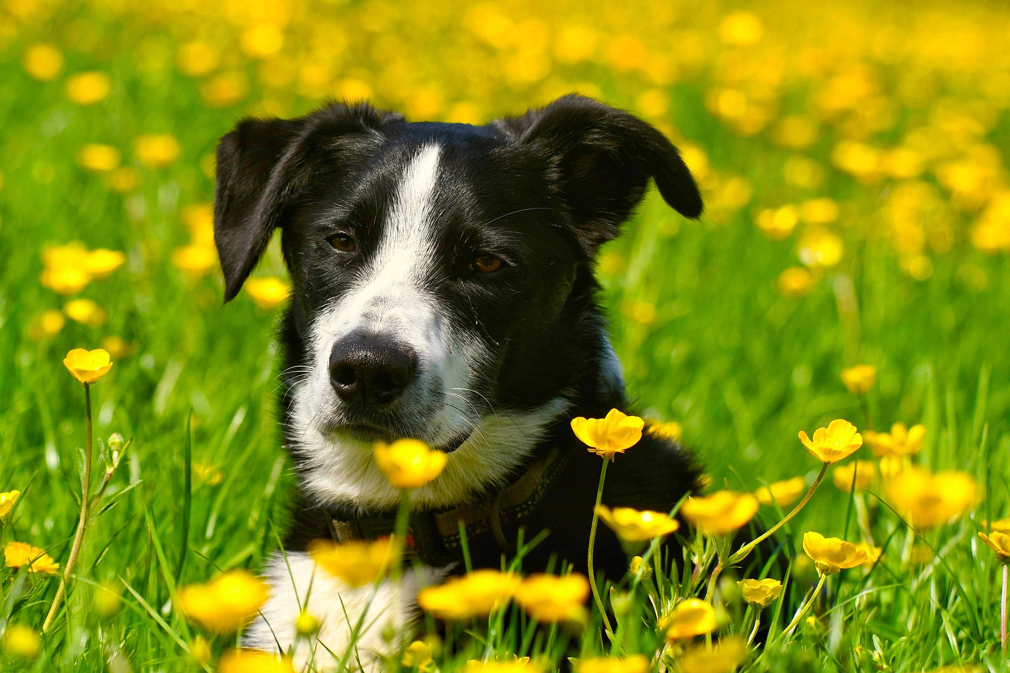 Bob is registered to the contest to win money with this photo: carnivore, collar, companion_dog, dog, dog_breed, field, flower, grass, grassland, happy, herbaceous_plant, meadow, natural_landscape, pasture, people_in_nature, plant, prairie, whiskers, working_animal, yellow