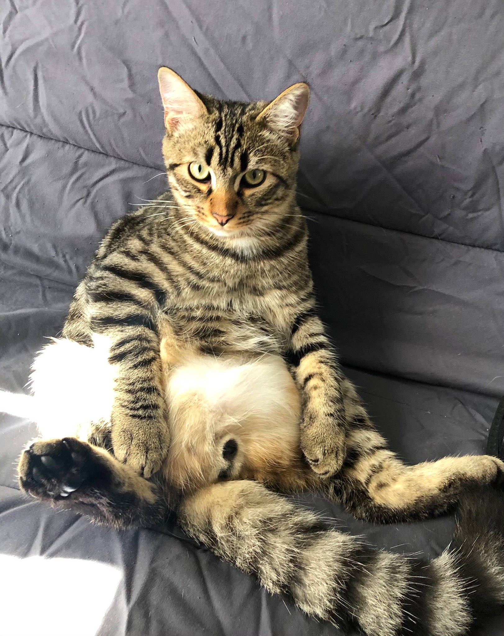 Hunt participe au concours pour gagner de l'argent avec cette photo : american_shorthair, american_wirehair, asian, bengal, california_spangled, carnivore, cat, domestic_short_haired_cat, dragon_li, egyptian_mau, european_shorthair, felidae, mammal, pixie_bob, small_to_medium_sized_cats, tabby_cat, toyger, vertebrate, whiskers, wild_cat