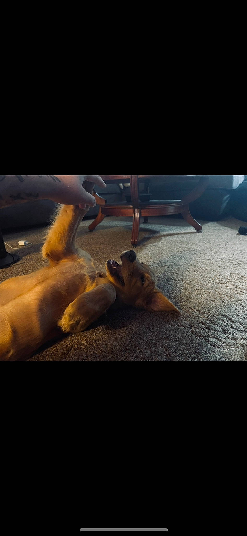 Chopper joined the competition — help win amazing prizes! automotive_exterior, canidae, cloud, companion_dog, darkness, dog, dog_breed, fawn, flooring, metal, shadow, sky, snout, sporting_group, tail, tints_and_shades, vehicle_door, vertebrate, wildlife, windshield