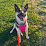 dog, canine, pet, harness, leash, grass, outdoor, sunlight, happy, tongue_out, sitting, animal, nature, daylight, playful, ears_up, fur, muzzle, shadow, park