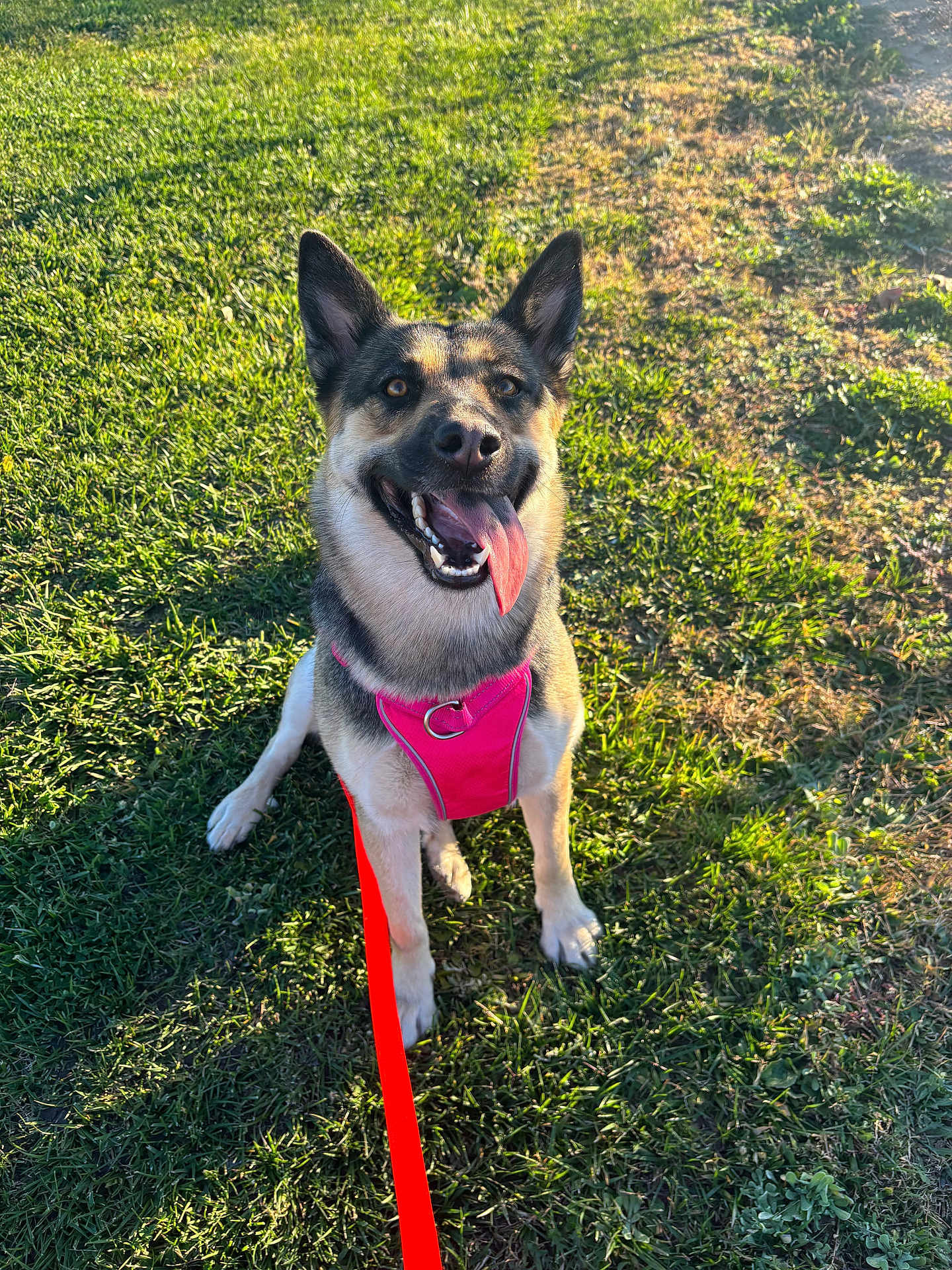 Kyra joined the competition — help win amazing prizes! dog, canine, pet, harness, leash, grass, outdoor, sunlight, happy, tongue_out, sitting, animal, nature, daylight, playful, ears_up, fur, muzzle, shadow, park