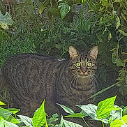 Speedy participe au concours pour gagner de l'argent avec cette photo : cat, tabby, green_eyes, animal, pet, outdoor, garden, plants, foliage, nature, grass, stealth, wildlife, mammal, curious, whiskers, ears, fur, predator, alert