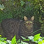 cat, tabby, green_eyes, animal, pet, outdoor, garden, plants, foliage, nature, grass, stealth, wildlife, mammal, curious, whiskers, ears, fur, predator, alert