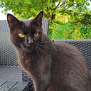 Junior a rejoint le concours — aidez-le/la à gagner de superbes lots ! cat, black_cat, outdoor, chair, wicker_furniture, greenery, tree, yellow_eyes, pet, animal, feline, nature, daylight, closeup, fur, whiskers, garden, relaxing, summer, portrait