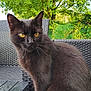 cat, black_cat, outdoor, chair, wicker_furniture, greenery, tree, yellow_eyes, pet, animal, feline, nature, daylight, closeup, fur, whiskers, garden, relaxing, summer, portrait