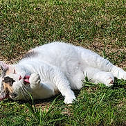 Mimine a rejoint le concours — aidez-le/la à gagner de superbes lots ! cat, white_cat, grooming, tongue_out, grass, outdoor, sunlight, relaxed, patchy_grass, animal, pet, feline, nature, paw, lying_down, daylight, fur, cute, calm, whiskers