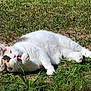cat, white_cat, grooming, tongue_out, grass, outdoor, sunlight, relaxed, patchy_grass, animal, pet, feline, nature, paw, lying_down, daylight, fur, cute, calm, whiskers