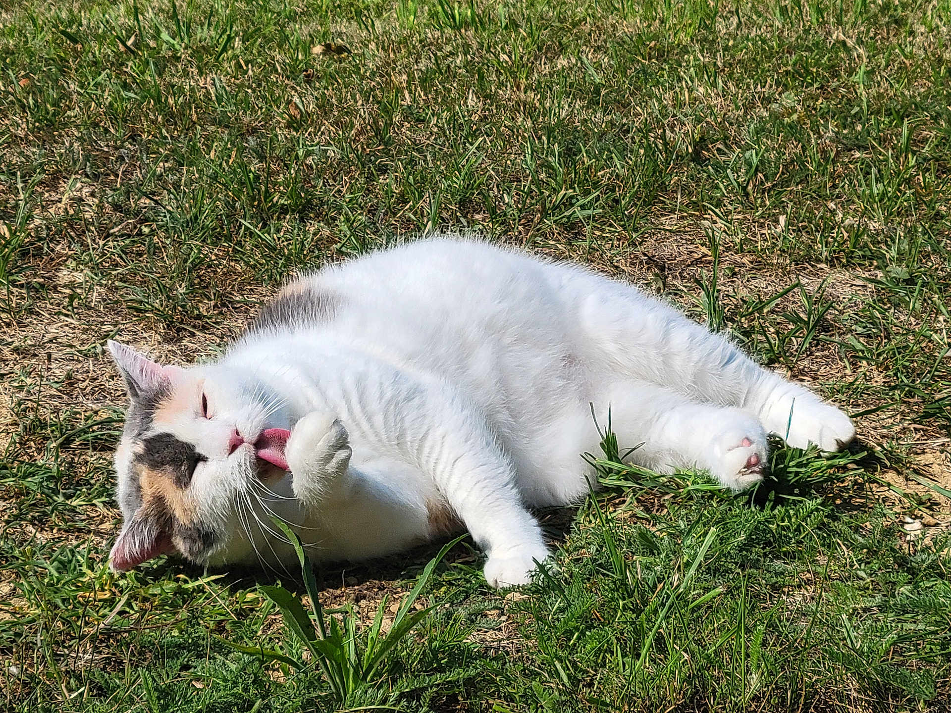 Mimine a rejoint le concours — aidez-le/la à gagner de superbes lots ! cat, white_cat, grooming, tongue_out, grass, outdoor, sunlight, relaxed, patchy_grass, animal, pet, feline, nature, paw, lying_down, daylight, fur, cute, calm, whiskers
