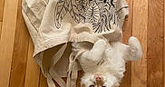 Gnocchi joined the competition — help win amazing prizes! animal, canvas_bag, cat, curious, cute, domestic_cat, flooring, household, indoor, kitten, looking_up, orange_fur, pet, pets, playful, small_paws, tote_bag, white_fur, wooden_floor, young_cat