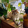 Gnocchi is registered to the contest to win money with this photo: cat, cozy, daylight, decor, fluffy, green_leaves, home, indoor, jar, leafy_plants, nature, orange_and_white, pet, plant, relaxing, spray_bottle, sunlight, vase, window, wooden_surface