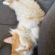 Gnocchi is registered to the contest to win money with this photo: animal, cat, comfortable, couch, cozy, cute, domestic, feline, fluffy, fur, home, indoor, nap, orange_and_white, pet, relaxed, resting, sleeping, soft, whiskers