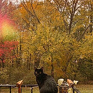 Winnie joined the competition — help win amazing prizes! black_cat, cat, autumn, fall_foliage, golden_leaves, trees, balcony, wooden_table, potted_plant, plant, railing, outdoor, pet, sitting, portrait, cozy, seasonal, nature, wooden_chair, fairy_lights