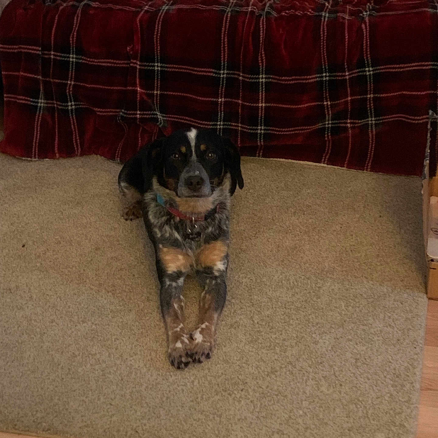 Bailey is registered to the contest to win money with this photo: animal, black, brown, canine, carpet, collar, couch, dog, floor, furniture, home, indoor, living_room, looking, pet, plaid, relaxed, resting, tricolor, white