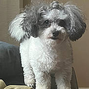 Oreo is registered to the contest to win money with this photo: dog, curly_fur, white_fur, gray_fur, pet, indoor, couch, furniture, animal, small_dog, cute, fluffy, standing, looking, eyes, nose, paw, cozy, domestic, companion