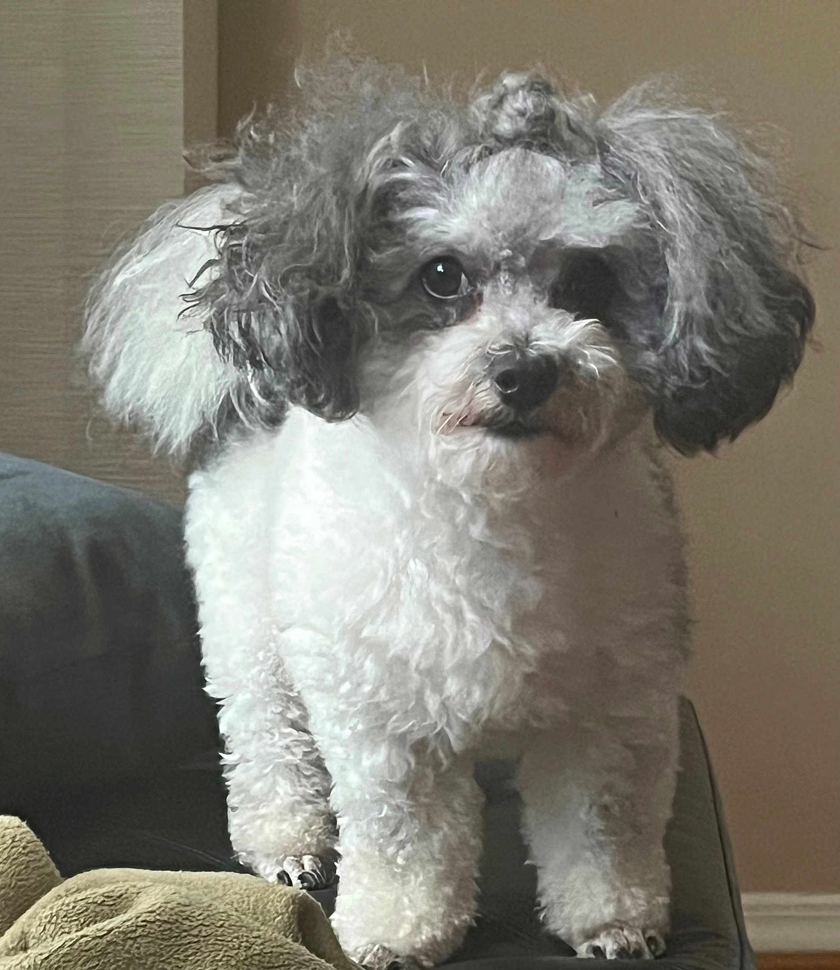 Oreo