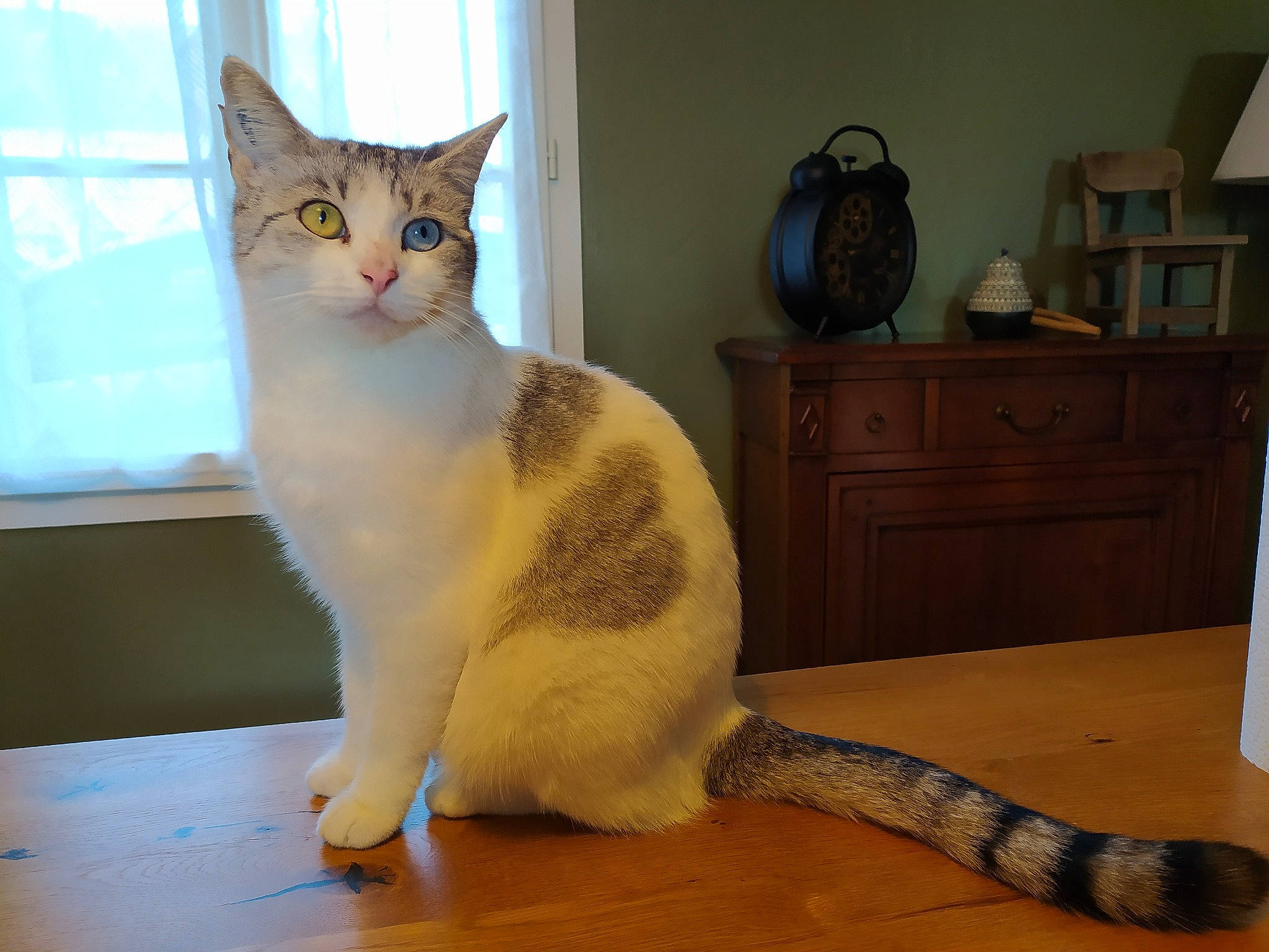 Dorémi a rejoint le concours — aidez-le/la à gagner de superbes lots ! cabinetry, carnivore, cat, comfort, domestic_short_haired_cat, drawer, dresser, eye, fawn, felidae, floor, flooring, hardwood, head, small_to_medium_sized_cats, snout, tail, whiskers, window, wood