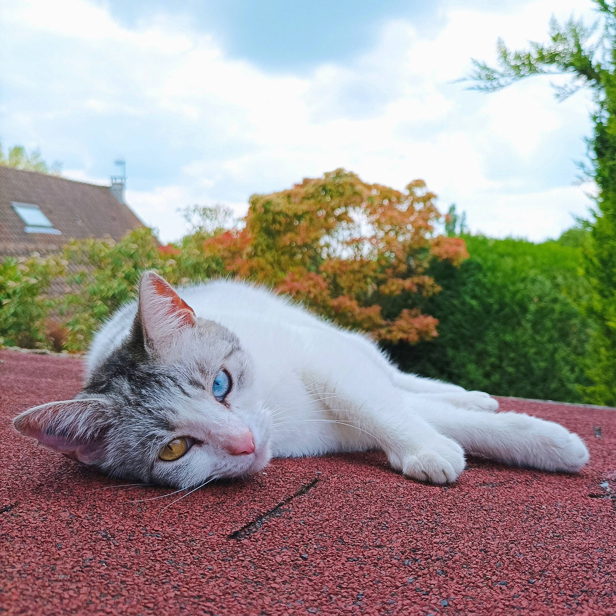 Dorémi participe au concours pour gagner de l'argent avec cette photo : art, carnivore, cat, cloud, domestic_short_haired_cat, felidae, fur, grass, house, landscape, paw, plant, sky, small_to_medium_sized_cats, snout, tail, tree, whiskers, wildlife, window
