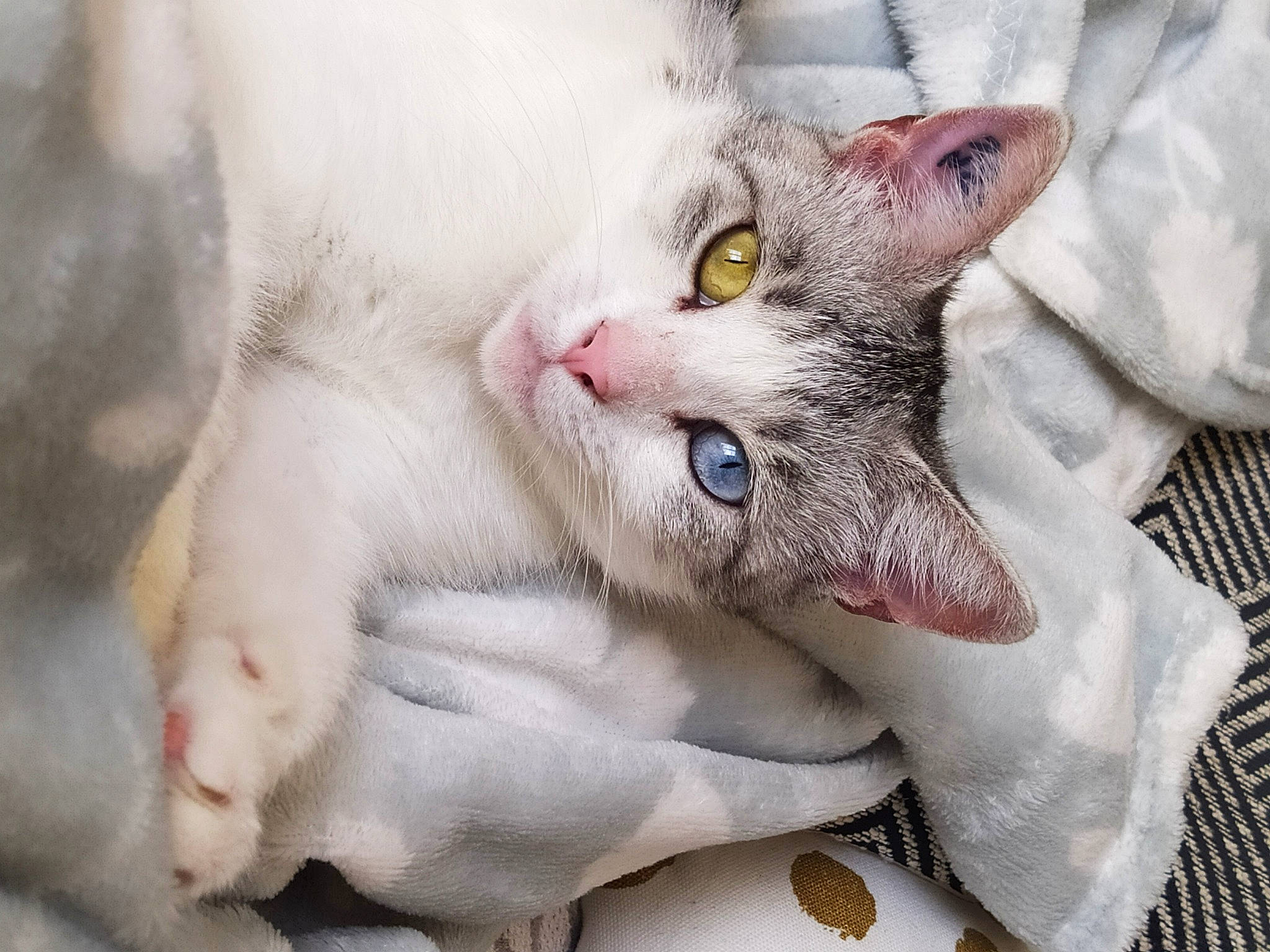 Dorémi participe au concours pour gagner de l'argent avec cette photo : carnivore, cat, cat_supply, claw, comfort, domestic_short_haired_cat, fang, felidae, fur, paw, small_to_medium_sized_cats, snout, whiskers