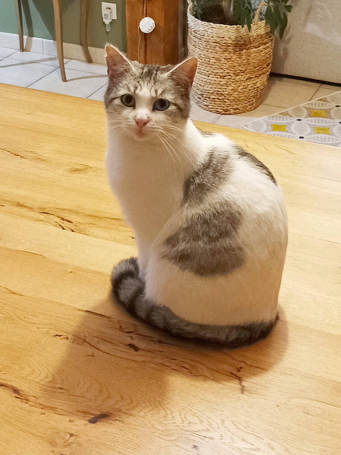 Dorémi a rejoint le concours — aidez-le/la à gagner de superbes lots ! carnivore, cat, domestic_short_haired_cat, fawn, felidae, floor, flooring, flowerpot, foot, fur, hardwood, houseplant, paw, plant, small_to_medium_sized_cats, snout, tail, whiskers, window, wood