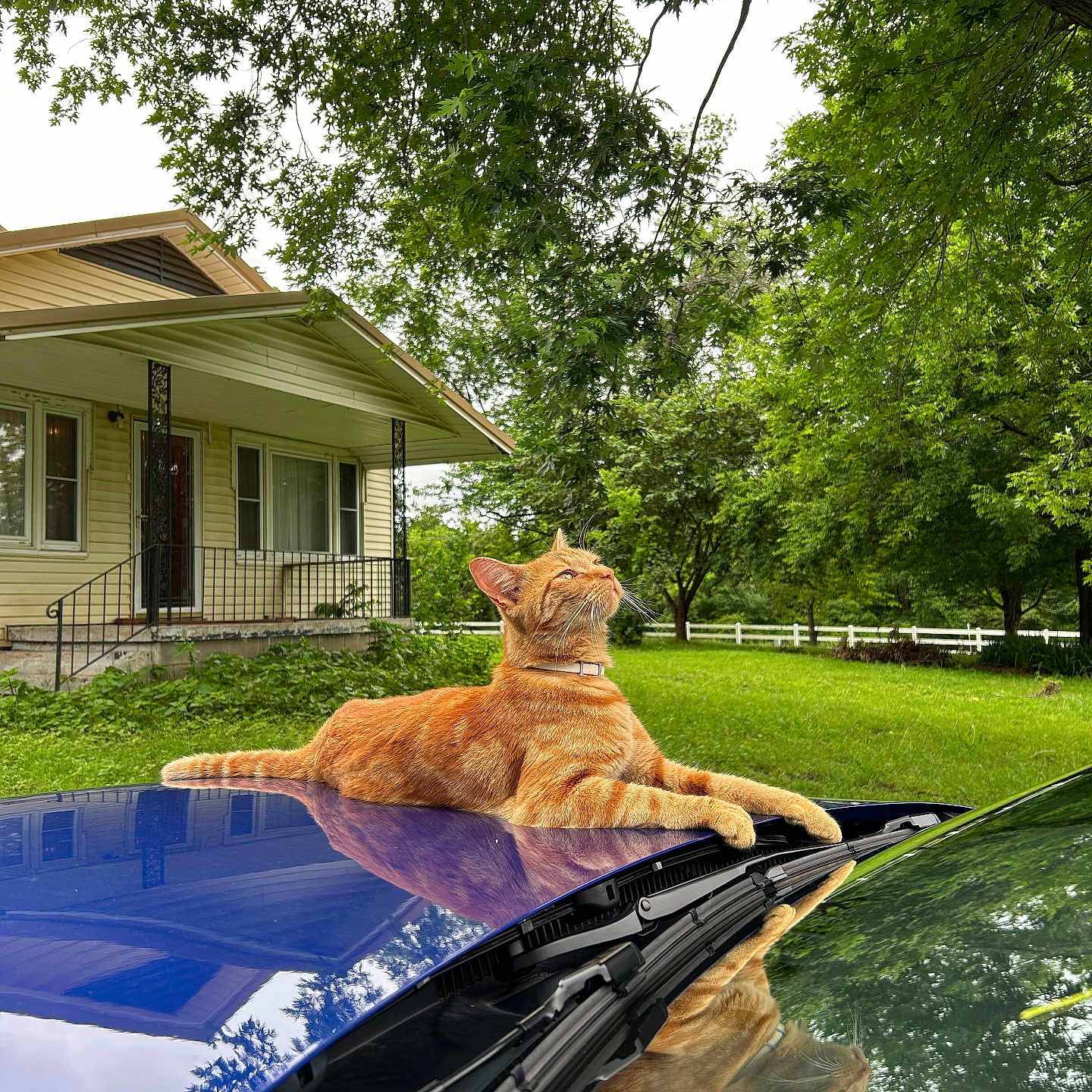 Mr Kitty Man is registered to the contest to win money with this photo: animal, car, car_hood, cat, collar, daylight, feline, grass, greenery, house, leafy_trees, nature, orange_tabby, outdoor, pet, porch, reflection, relaxed, suburban, tree