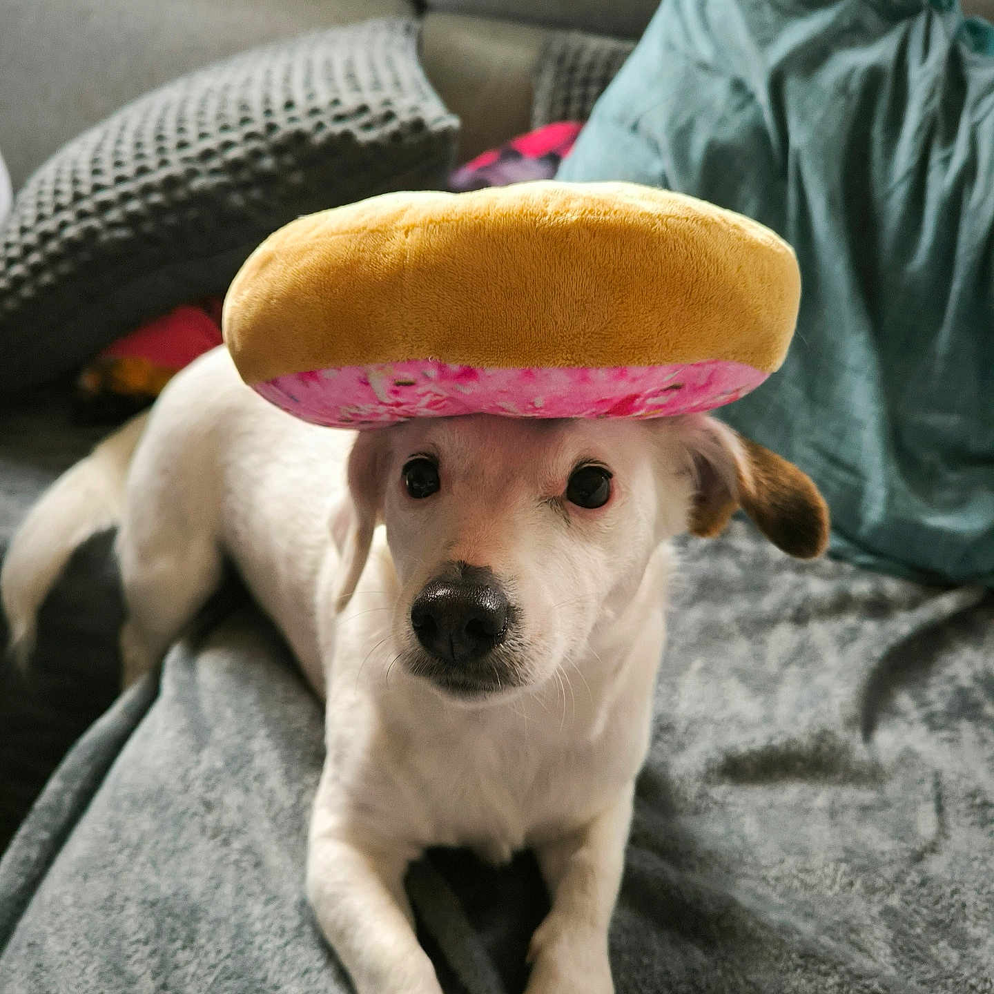Taya participe au concours pour gagner de l'argent avec cette photo : animal, beagle, blanket, canine, chihuahua, clothing, cockerspaniel, couch, cushion, dog, furniture, hat, homedecor, hound, papillon, pet, pillow, puppy, sombrero, whitedog
