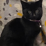 Midnight joined the competition — help win amazing prizes! black_cat, cat, pet, animal, feline, collar, bell, indoor, cozy, blanket, spotted_pattern, sitting, fur, whiskers, ears, alert, domestic_cat, cute, companion, furniture