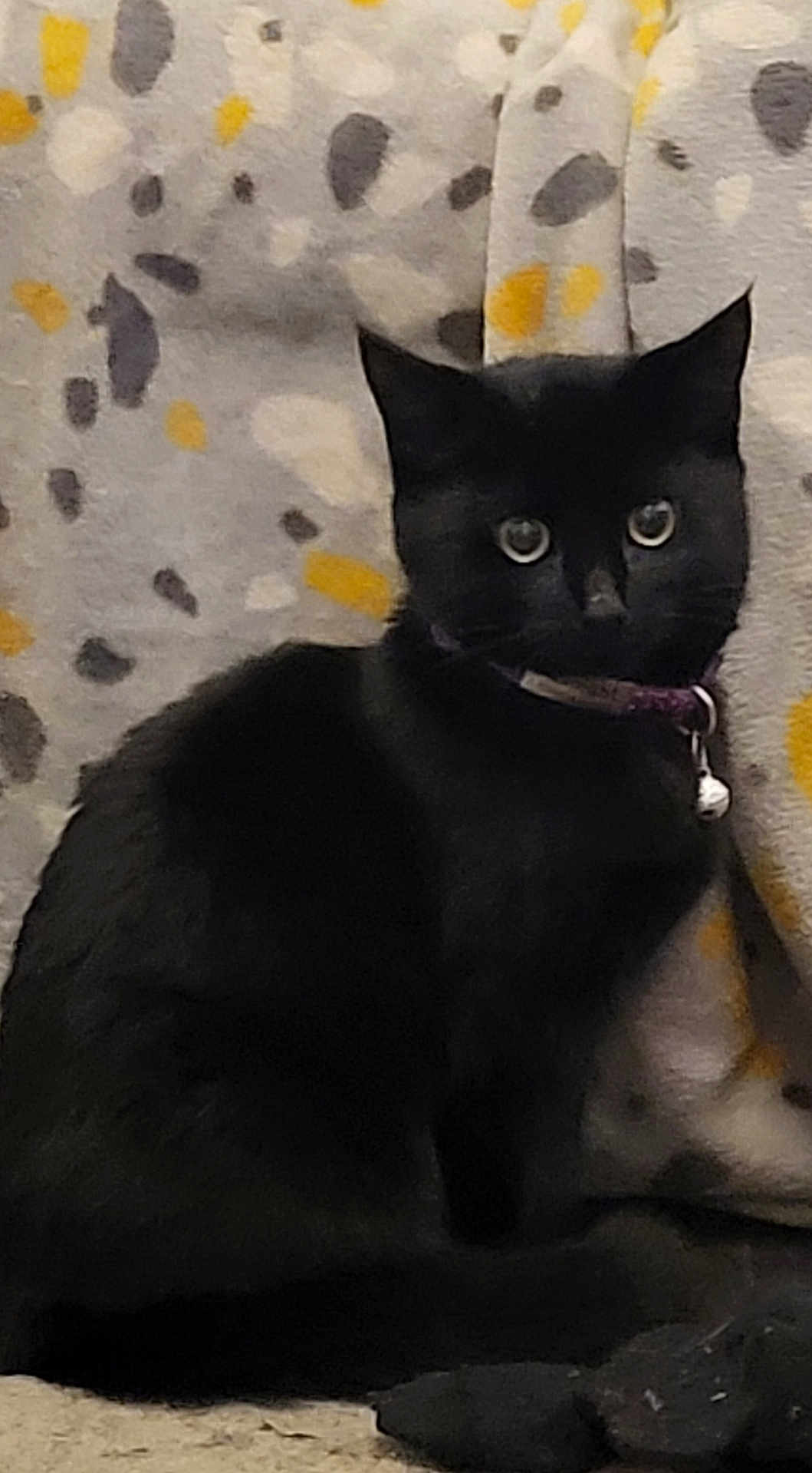 Midnight joined the competition — help win amazing prizes! black_cat, cat, pet, animal, feline, collar, bell, indoor, cozy, blanket, spotted_pattern, sitting, fur, whiskers, ears, alert, domestic_cat, cute, companion, furniture