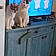 Minette