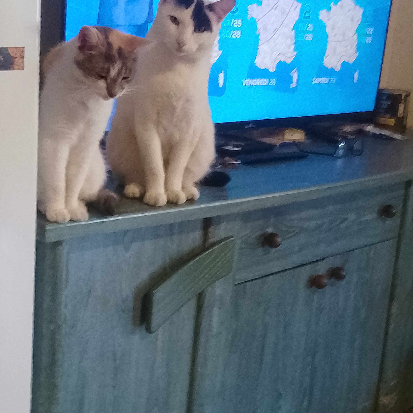 Minette a rejoint le concours — aidez-le/la à gagner de superbes lots ! cat, cats, feline, indoor, cabinet, blue_cabinet, television, weather_forecast, screen, pets, sitting, animal, fur, ears, whiskers, domestic_animal, home, furniture, relaxing, companions