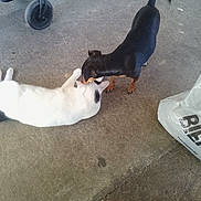 Poupette participe au concours pour gagner de l'argent avec cette photo : dog, cat, pet, floor, concrete, white_cat, black_dog, stroller_wheel, plastic_bag, animal_interaction, lying_down, standing, curious, domestic_animals, outdoor, pavement, tail, ears, sniffing, friendship