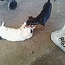 dog, cat, pet, floor, concrete, white_cat, black_dog, stroller_wheel, plastic_bag, animal_interaction, lying_down, standing, curious, domestic_animals, outdoor, pavement, tail, ears, sniffing, friendship