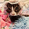 Sofie is registered to the contest to win money with this photo: animal, blue, bonnet, bow, cat, close_up, cozy, curious, cute, fabric, indoor, lace, mammal, pet, pink, portrait, soft, striped, texture, whiskers