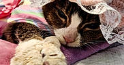 Sofie is registered to the contest to win money with this photo: animal, blanket, cat, close_up, cozy, crocheted_hat, cute, flower, fur, indoor, lace, paw, pet, pink, purple, relaxed, sleepy, soft_texture, striped_background, whiskers