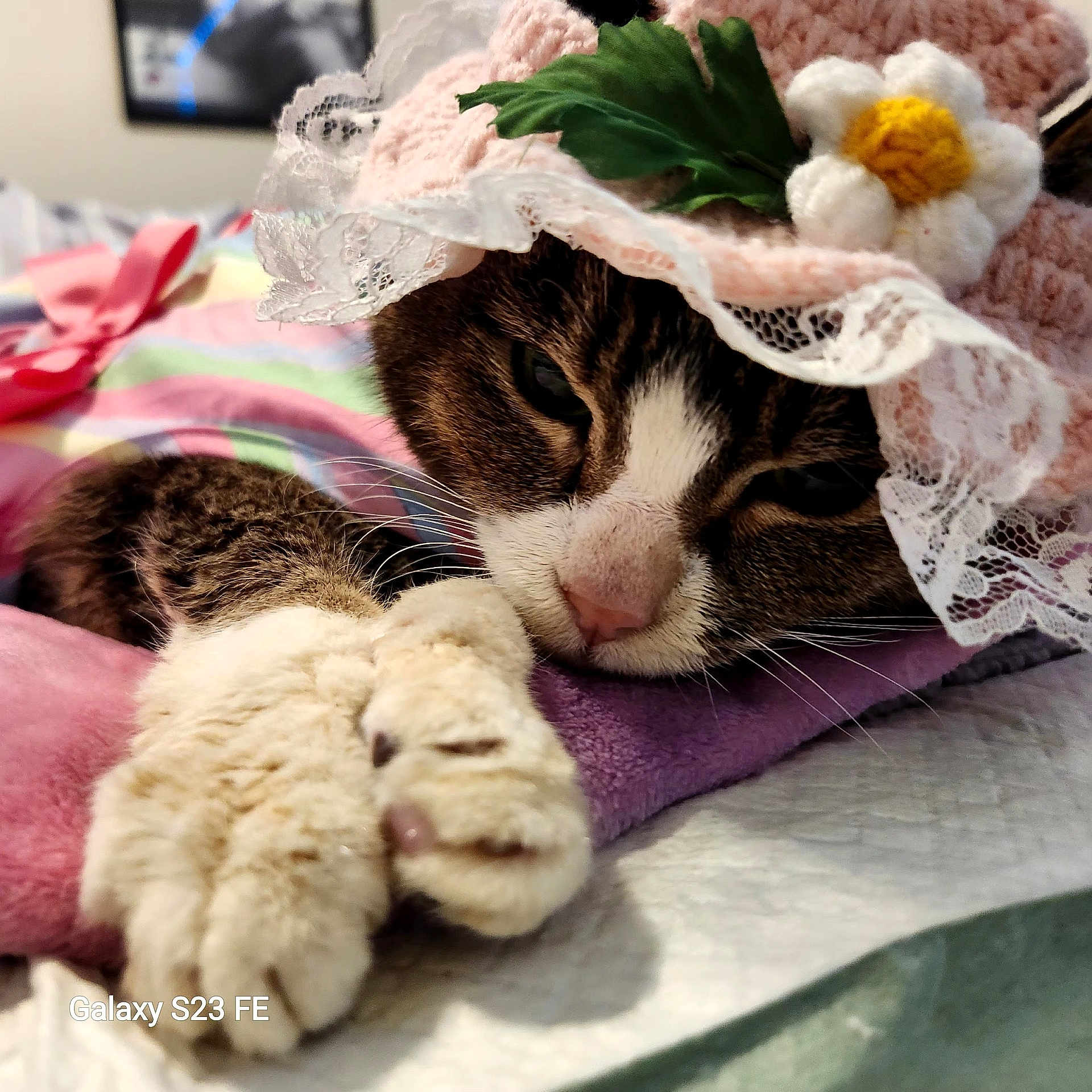 Sofie is registered to the contest to win money with this photo: animal, blanket, cat, close_up, cozy, crocheted_hat, cute, flower, fur, indoor, lace, paw, pet, pink, purple, relaxed, sleepy, soft_texture, striped_background, whiskers
