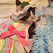 Sofie is registered to the contest to win money with this photo: animal, bow, cat, closeup, costume, cozy, crochet, cute, dress, feline, flower, fluffy_rug, hat, indoor, lace, pastel_colors, pet, portrait, resting, striped