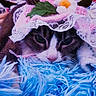 Sofie joined the competition — help win amazing prizes! animal, blanket, blue, cat, closeup, costume, cozy, cute, face, flower, fur, hat, indoor, lace, pet, pink, portrait, resting, soft, whiskers