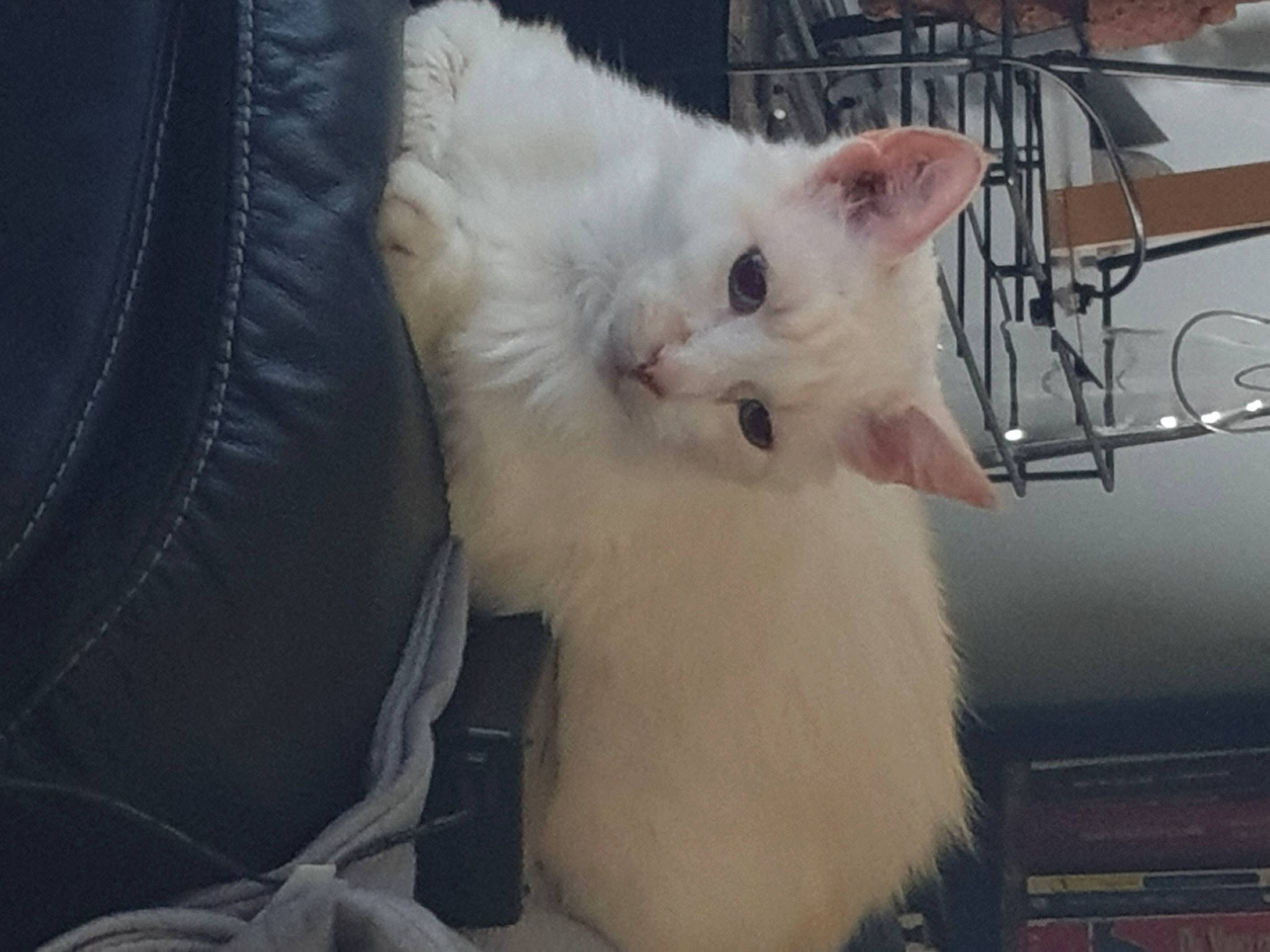 Hippon a rejoint le concours — aidez-le/la à gagner de superbes lots ! british_semi_longhair, carnivore, cat, colorpoint_shorthair, domestic_long_haired_cat, eye, felidae, fur, khao_manee, kitten, mammal, nose, ragdoll, skin, sky, small_to_medium_sized_cats, turkish_angora, turkish_van, whiskers, white