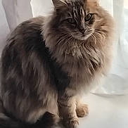Marley participe au concours pour gagner de l'argent avec cette photo : animal, calm, cat, curtain, domestic_cat, ears, feline, fluffy, indoor, long_hair, looking_at_camera, paws, pet, portrait, serene, sitting, soft_light, tail, whiskers, white_floor