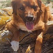 Pamplemousse participe au concours pour gagner de l'argent avec cette photo : animal, beach, brown_dog, coast, daytime, dog, driftwood, landscape, nature, ocean, outdoor, pet, relaxing, sand, sky, smiling, summer, sunlight, tongue_out, white_paw